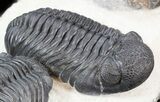 Three Large Pedinopariops Trilobites - Mrakib, Morocco #44521-4